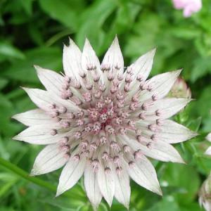 Astrantia major