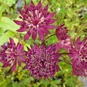 Astrantia maj. 'Claret'