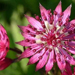 Astrantia maj. 'Ruby Wedding'