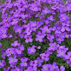 Aubrieta 'Cascade Blue'