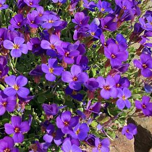 Aubrieta 'Hamburger Stadtpark'