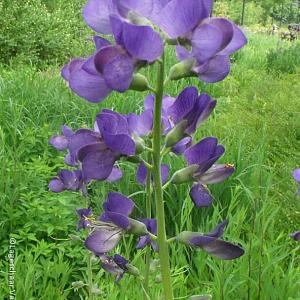 Baptisia australis