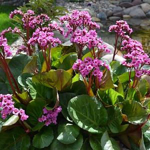 Bergenia cordifolia