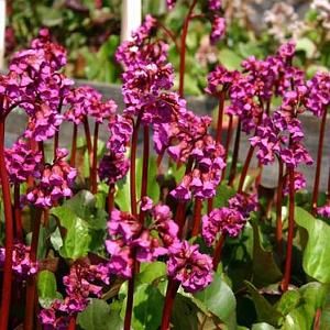 Bergenia cordifolia 'Eroica'