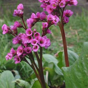 Bergenia cordifolia 'Rotblum'