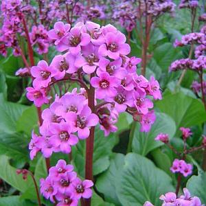 Bergenia 'Abendglut'