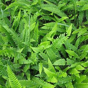 Blechnum spicant