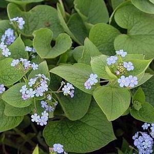 Brunnera macrophylla