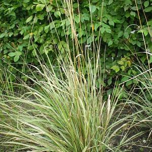 Calamagrostis acut. 'Overdam'