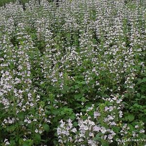 Calamintha n. nepeta