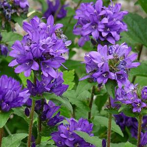 Campanula glom. 'Acaulis'