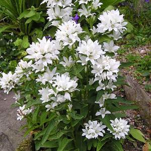 Campanula glom. 'Alba'