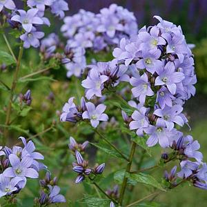 Campanula lactiflora