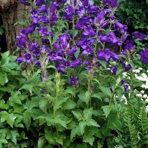 Campanula latifolia macrantha