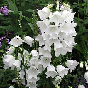 Campanula pers. 'Grandiflora Alba'