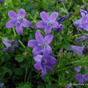 Campanula portenschlagiana