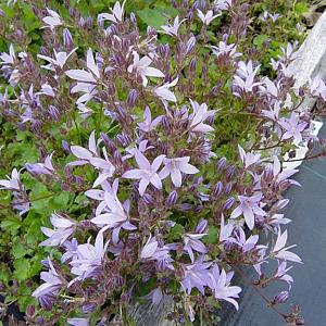 Campanula posch. 'Lisduggan Var.'