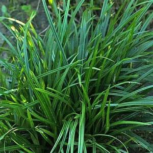 Carex morrowii