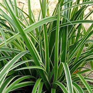 Carex morrowii 'Ice Dance'