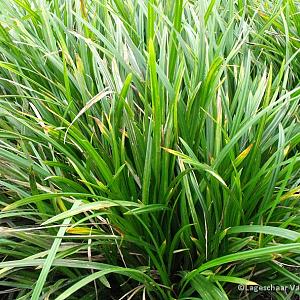 Carex morrowii 'Irish Green'