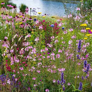 lageschaar prairie garden beplantingsconcept