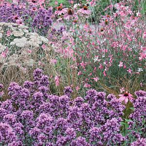 lageschaar fleur dansante beplantingsconcept