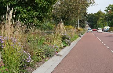 Prairie Garden op maat gemaakt voor voor klimaatadaptieve en groene herinrichting in Aalten