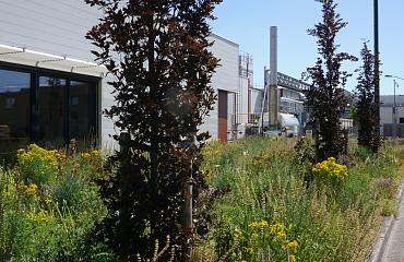 Ontwerp met inheemse beplanting in hitte- en droogteresistente prairie voor Mars