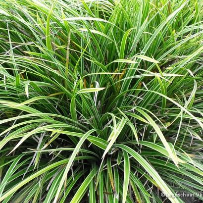 Carex morrowii 'Variegata'