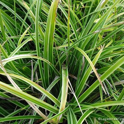 Carex morrowii 'Variegata'