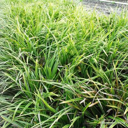 Carex morrowii 'Variegata'