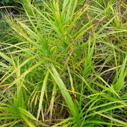 Carex muskingumensis