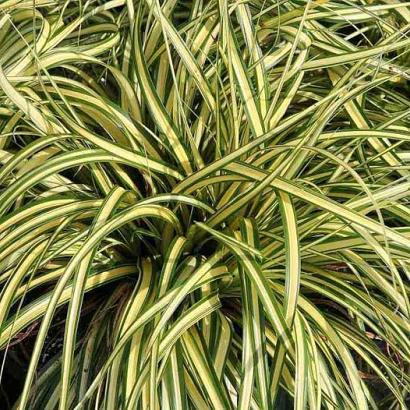 Carex oshim. 'Evergold'