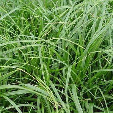 Carex osh. 'J. S. Greenwell'