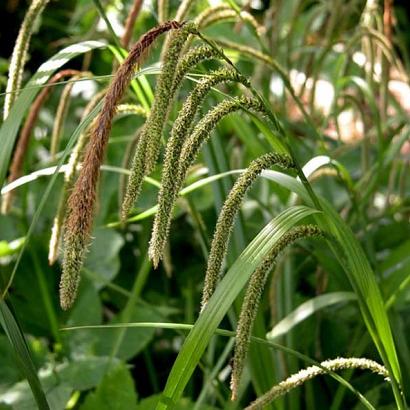 Carex pendula