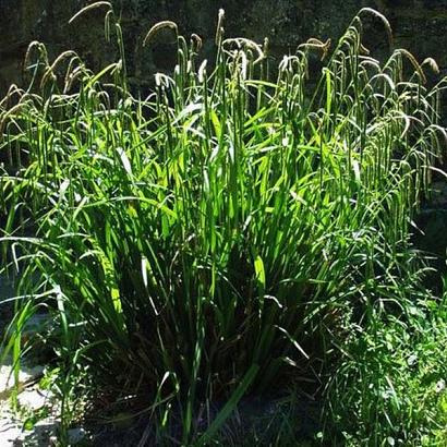 Carex pendula