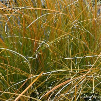 Carex testacea