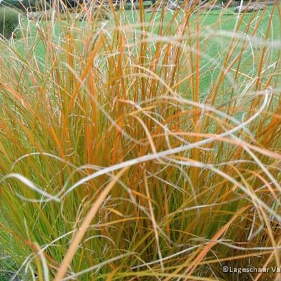 Carex testacea