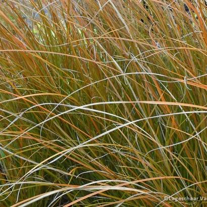 Carex testacea