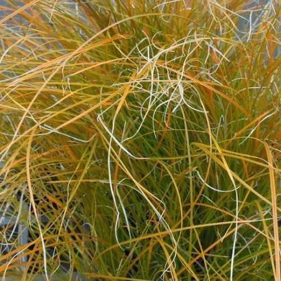 Carex testacea