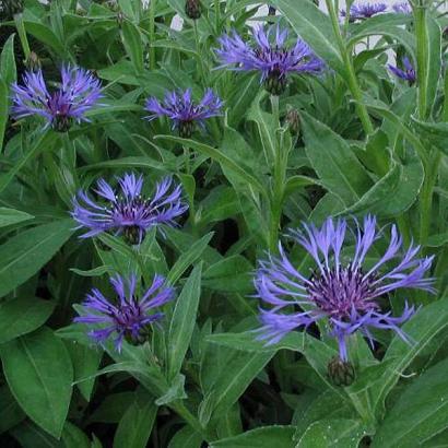 Centaurea montana