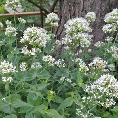 Centranthus ruber 'Albus'