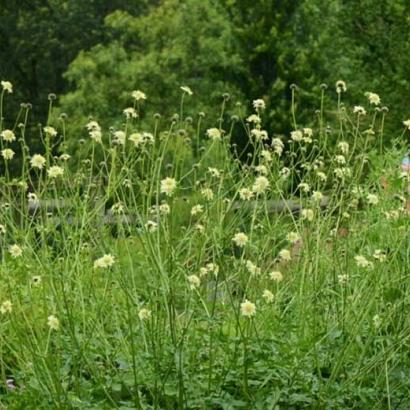 Cephalaria gigantea