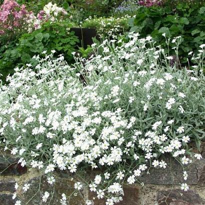 Cerastium tomentosum