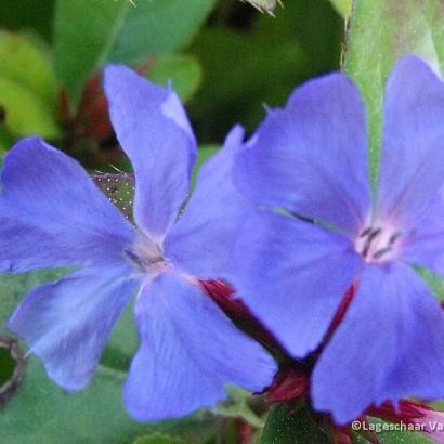 Ceratostigma plumbaginoides