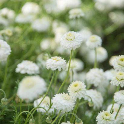 Chamaemelum nobile 'Ligulosum'