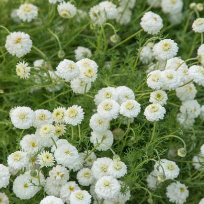 Chamaemelum nobile 'Ligulosum'