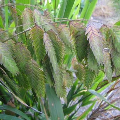 Chasmanthium latifolium