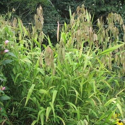 Chasmanthium latifolium