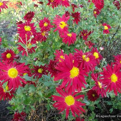 Chrysanthemum (R) 'D. of Edinburgh'